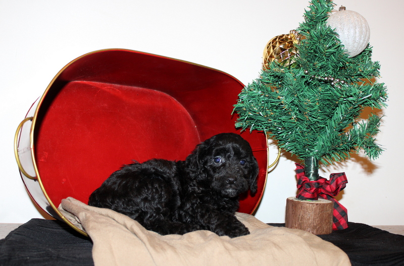 puppy, for, sale, Cava-Poo, Matthew B. Stoltzfus, dog, breeder, Gap, PA, dog-breeder, puppy-for-sale, forsale, nearby, find, puppyfind, locator, puppylocator, aca